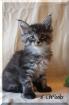 Wunderschöne verschmuste Maine Coon Kitten aus eimaliger Verpaarung mit Papieren