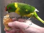 Cyanoramphus novaezelandiae - ZIEGENSITTICH pro Vogel : 30,00 EUR