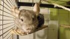 Chinchillas getrennt abzugeben