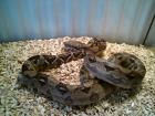 Biete Boa Constrictor Imperator-Rotschwanzboa