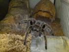 Grammostola rosea