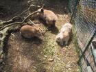 Tierpension für Hasen und Meerschweinchen