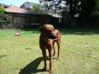 Rhodesian Ridgeback (Kutsi) Rüde 16 monate alt