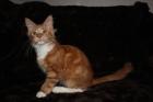 Maine Coon Kater in rot 3 Monate abzugeben