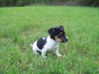 Jack russel Welpen tricolor