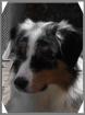 Australian Shepherd Deckrüde Mill-Brook Blue Galaxy DNA-VP redfactored