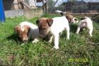 Foxterrier Welpen abzugeben