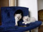 ZAUBERHAFTE UND VERSCHMUSTE RAGDOLL- BABYS