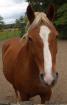 Warmblut-Haflinger-Mix-Stute