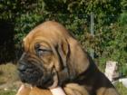 Fila Brasileiro Welpen