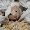 Handzahme Hamsterkinder aus BIO-Zucht!