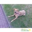 Susi  Rhodesian Ridgeback-DSH-Mix  sucht dringend neues zuhause