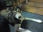 Husky-Mix (6 Monate) sucht liebevolles Zuhause