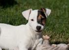 Jack Russell Terrier Welpen in glatt