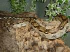 Boa Constrictor Imperator