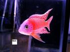 Aulonocara Firefish und Fire OB  ( Aulonocara OB ) !!!