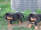 Rottweiler Welpen