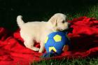 Golden Retriever Welpen