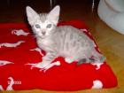 Zuchtaufgabe Bengalkitten mit Papiere Silver und Snow