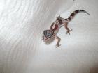 Leopardgeckos abzugeben