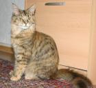 2 Maine Coon Damen suchen...