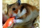 Goldhamster Baby s abzugeben