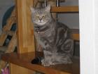 BKH Deckkater in blue silver tabby