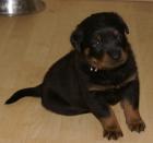 Rottweilerwelpen abzugeben