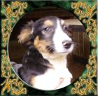 Border-Collie-Mix welpen