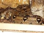 Boa Constrictor Constrictor DNZ 03 zu Verkaufen