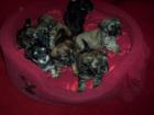 Shih-Tzu Mischlings Welpen