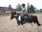 Biete Reitbeteiligung für Pony (123 cm) in Oberursel / Bommersheim