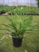 Serenoa repens  silver    bis -9 C bis -18 C