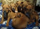 American Staffordshire Terrier Welpen 250€ 