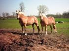 Haflinger Hengste