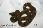 Boa constrictor imperator (Costa Rica) H+E Stöckl Line