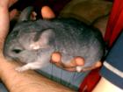 Junges Chinchilla abzugeben