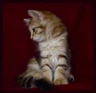 Cattery Amavi*PL - new litter of siberian cats