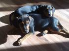 2 Beagel-Pinscher-Mischlinge dringend abzugeben