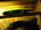 1,0 Phelsuma Grandis Madagaskar Taggecko adult