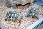 3 Griechische Landschildkröten (T.H.Boettgeri)