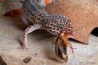 Hallo habe vier süsse leopardgeckos abzugeben bzw tuaschen