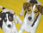 Jack Russel Mix sucht ein zuHause!