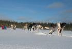 Schlittenhunde-Abenteuer in Finnland