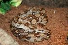 0.1 Boa c. imperator NZ 100% reinrassig aus Costa Rica!