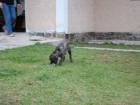 Cane Corso Welpen