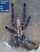 Poecilotheria metallica