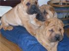 Süße braune Shar-Pei Welpen (3 Rüden)