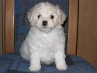 Süsse Bichon Frise Welpen