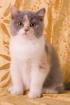 BRITISH SHORTHAIR KITTENS WITH PEDIGREE